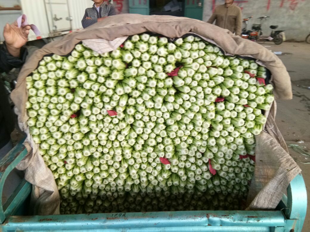 油菜机械播种作业