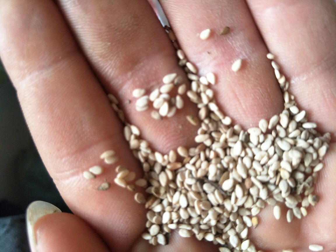 一幅仿古风格的手绘插图,展示一株成熟的芝麻植株,茎秆直立,蒴果裂开露出黑色种子;旁边摆放着一本打开的古籍《神农本草经》,书页上用毛笔书写着‘胡麻’条目,文字清晰可辨,背景为淡黄色宣纸纹理 芝麻古籍插图