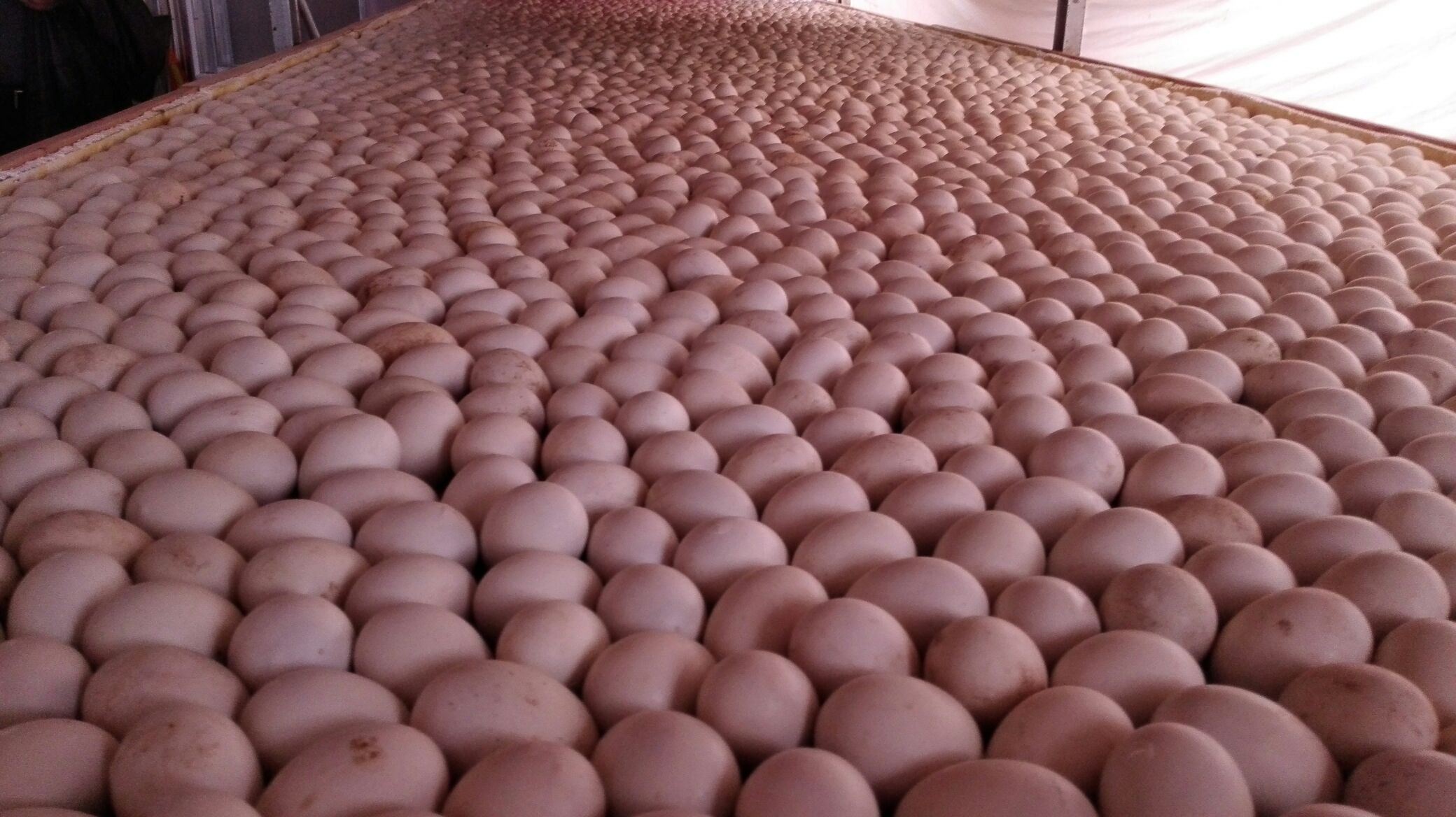 楚雄狮头鹅养殖场工人操作孵化设备