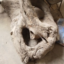 小叶桢楠1.5~2m