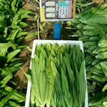 河北邯郸精品油麦菜，常年有货，可供全国大小市场和超市