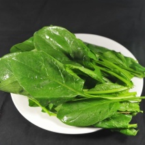 菠菜20~25厘米