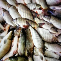 江鲤鱼食用0.5~1公斤