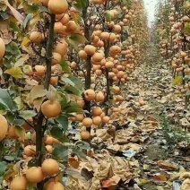 梨树2cm以下0.5~1米
