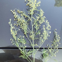 野菊花袋装