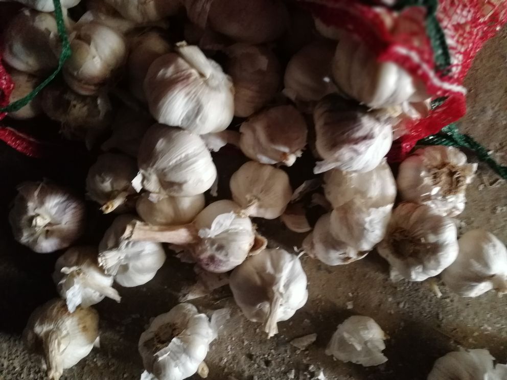 家庭储米实景：青灰色粗陶米缸半开盖，缸口可见一层薄薄的白色蒜米颗粒均匀混在晶莹饱满的粳米表面，旁边摆放小瓷勺与剥好的新鲜大蒜瓣