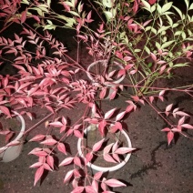 南天竹30~50cm