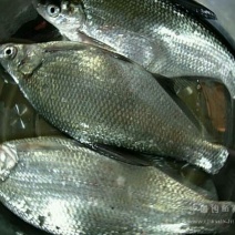 鳊鱼25~30cm食用活鱼