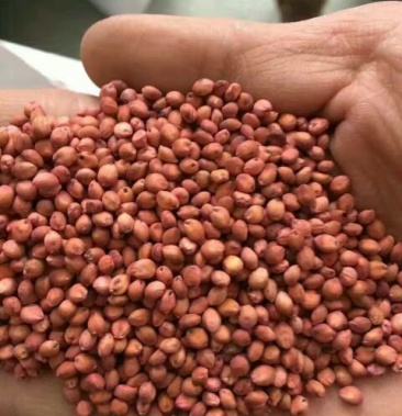 高丹草种子养鱼牧草种子养牛草种子养羊草种子养鹅草种子