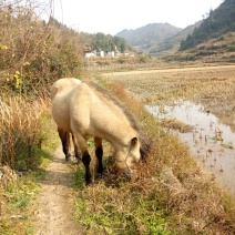 肉马300~400kg