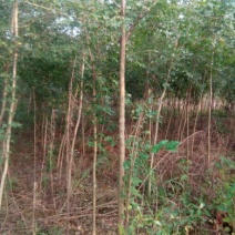 攀枝花各种蓝花楹5~8m产地直发确保一手货源