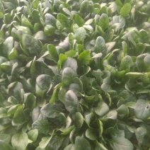 黑叶菠菜20~25厘米