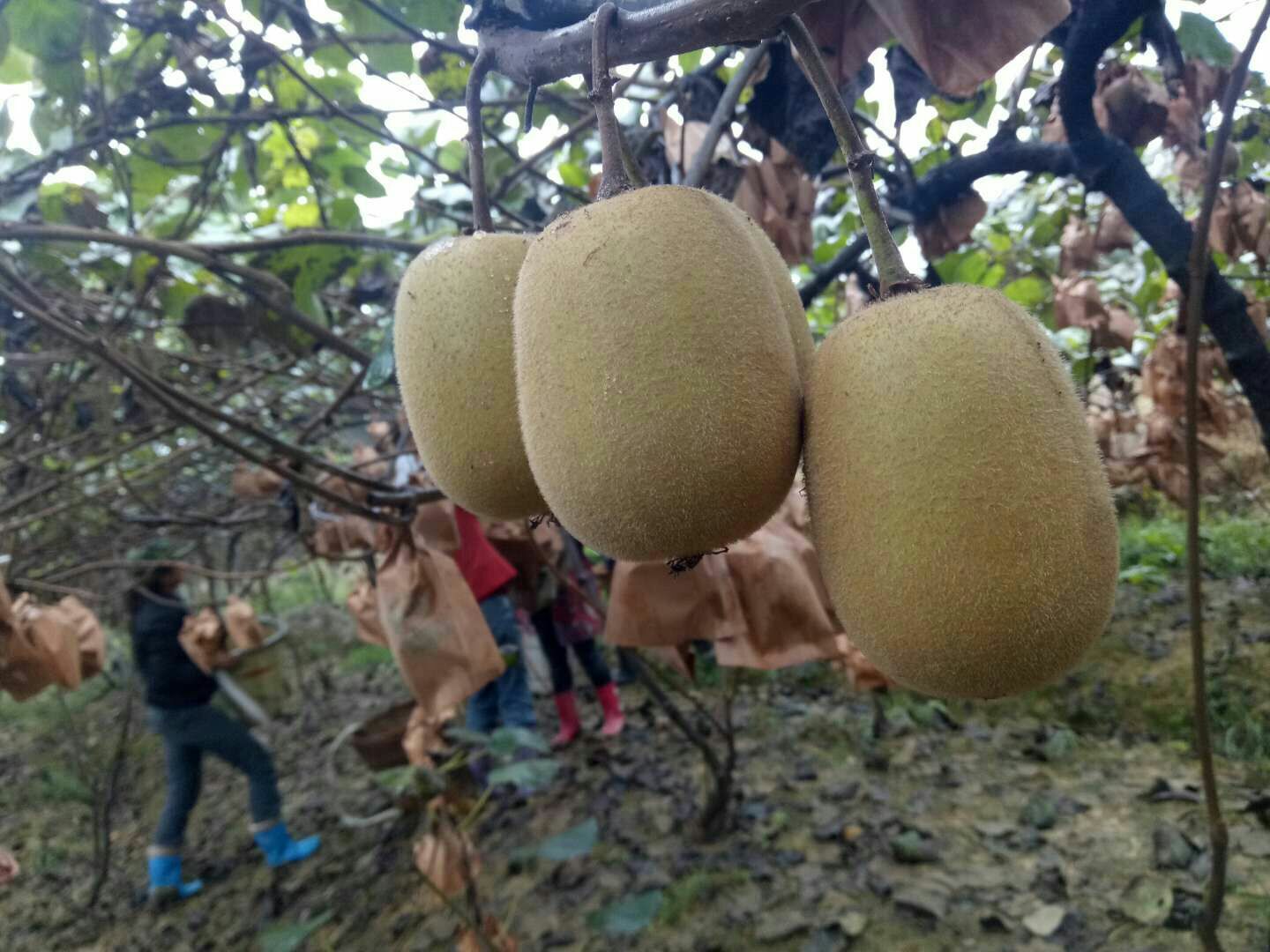 展示新鲜采摘的黄心猕猴桃大果,果型饱满,果肉金黄,背景为果园环境 黄心猕猴桃大果展示