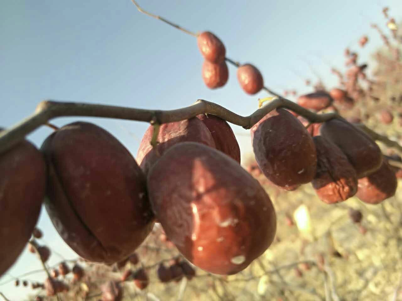 骏枣果实在枝头成熟特写,果实饱满、色泽深红 骏枣果实在枝头成熟特写