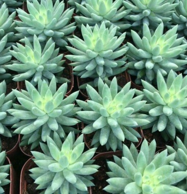 多肉植物药锦玉珠莲35杯装