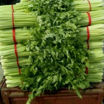 精品西芹，可以视频看货，量大从优，常年供应，欢迎进店选购