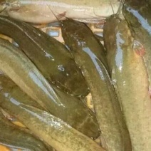 胡子鲶食用