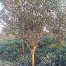 红花紫薇6~8cm2.5~3米1~2米