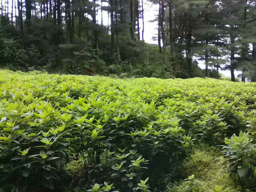 玄沙参标准化种植基地航拍图