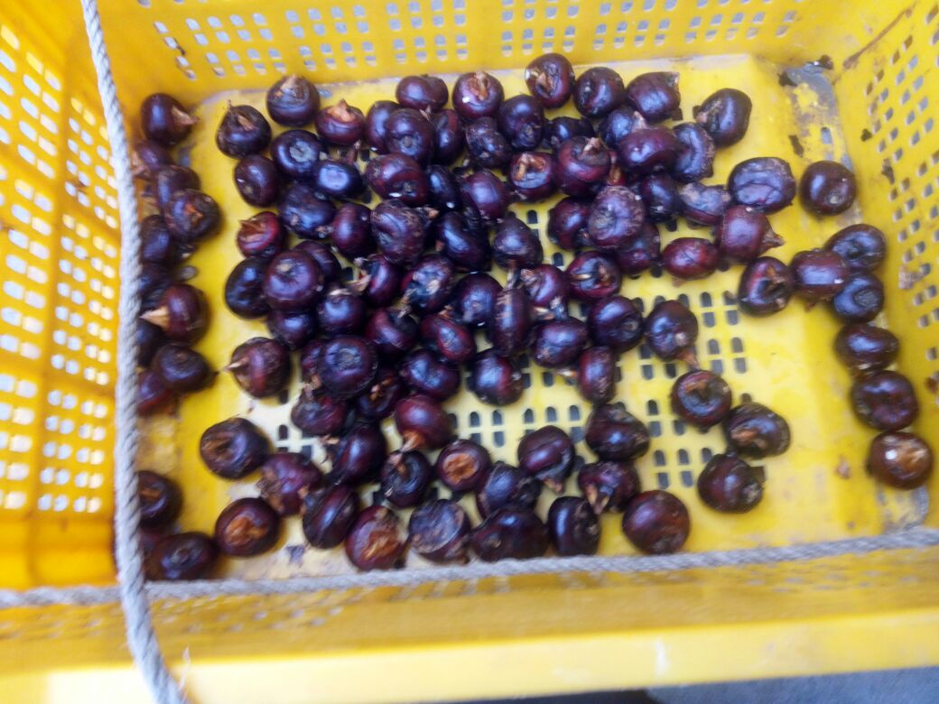 马蹄与金桔原材料特写