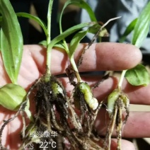 白芨种苗10~20cm