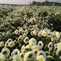 药用菊花散装