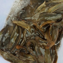 胡子鲶食用