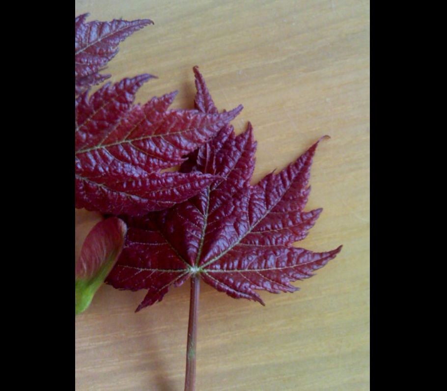 四季红枫苗叶片特写