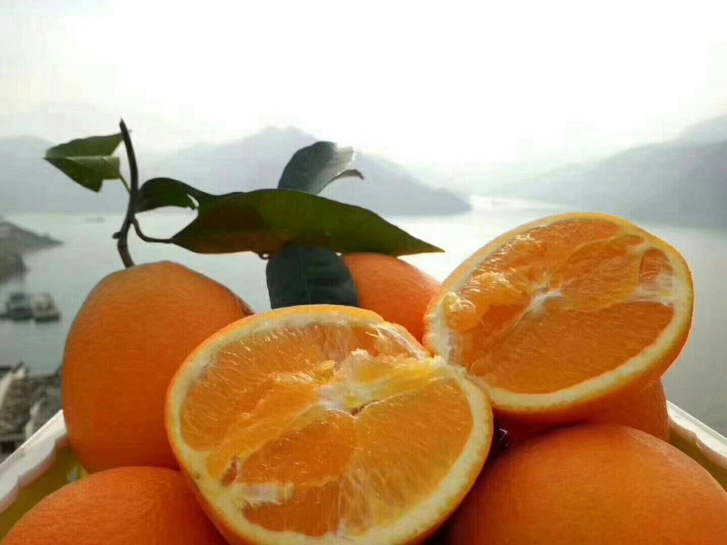 切开的秭归夏橙特写