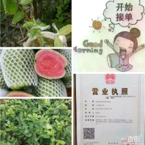 西瓜番石榴苗30~50cm