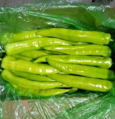 [鲜辣椒批发]东北精选黄皮尖椒大量上市啦,质量好,量大,诚信经营价格
