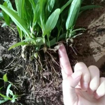 白芨种苗10cm以下
