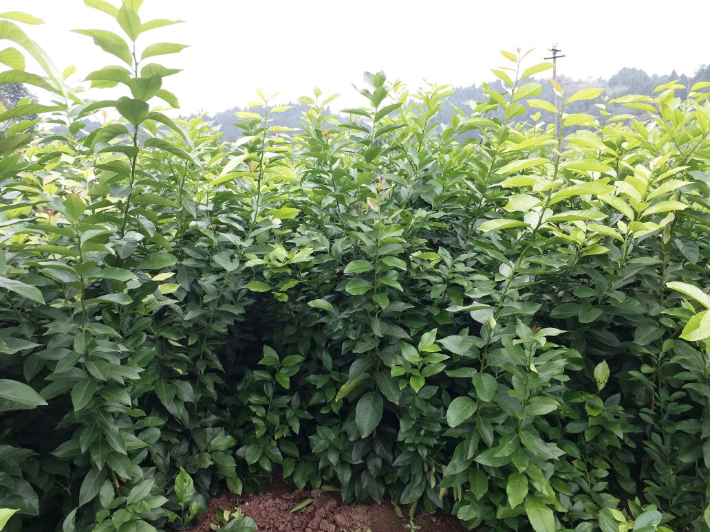 展示尤力克柠檬制成的果汁、果干、茶包、调味品等多种深加工产品,体现其广泛的应用场景和商业价值 尤力克柠檬深加工产品展示图