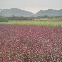 紫叶矮樱50~80cm2cm以下