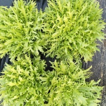 苦菊25~30cm