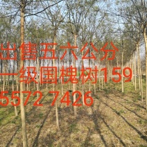 造型树