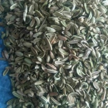 茴香籽