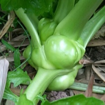 榨菜3两以上