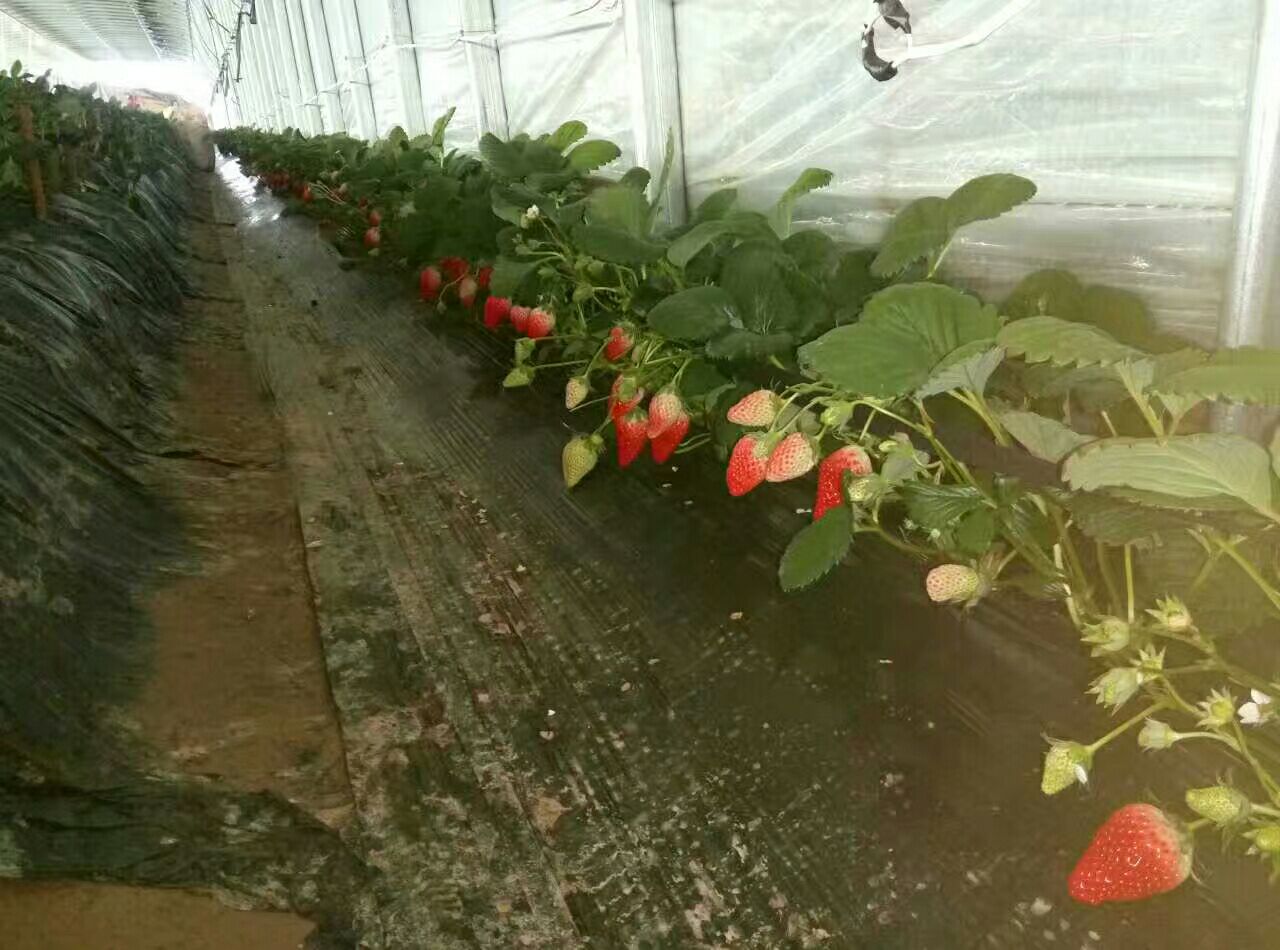 甜宝草莓种植基地的温室环境