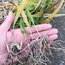 白芨种苗10~20cm