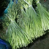 杂交蒜薹白苔大量供应货源充足，质量保证，全国发货