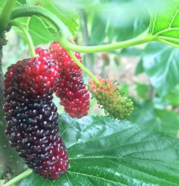 桑树苗桂花蜜嫁接苗海宁果桑苗抗寒强香甜可口