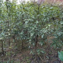 楠木1.5~2m2~4cm