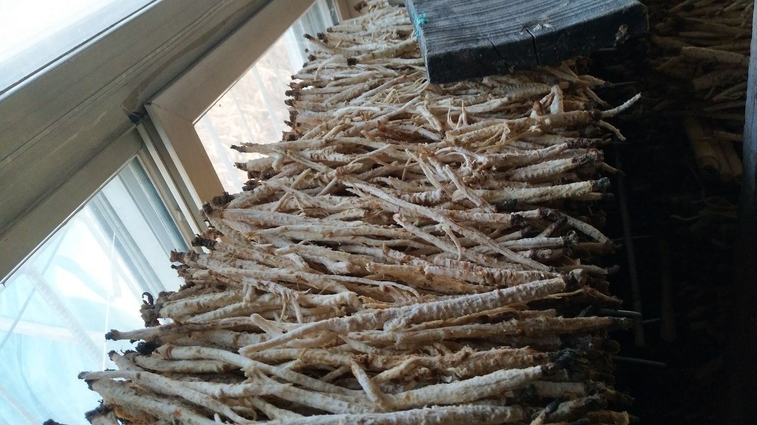 喀喇沁旗北沙参加工厂质检现场 喀喇沁旗北沙参加工厂质检现场
