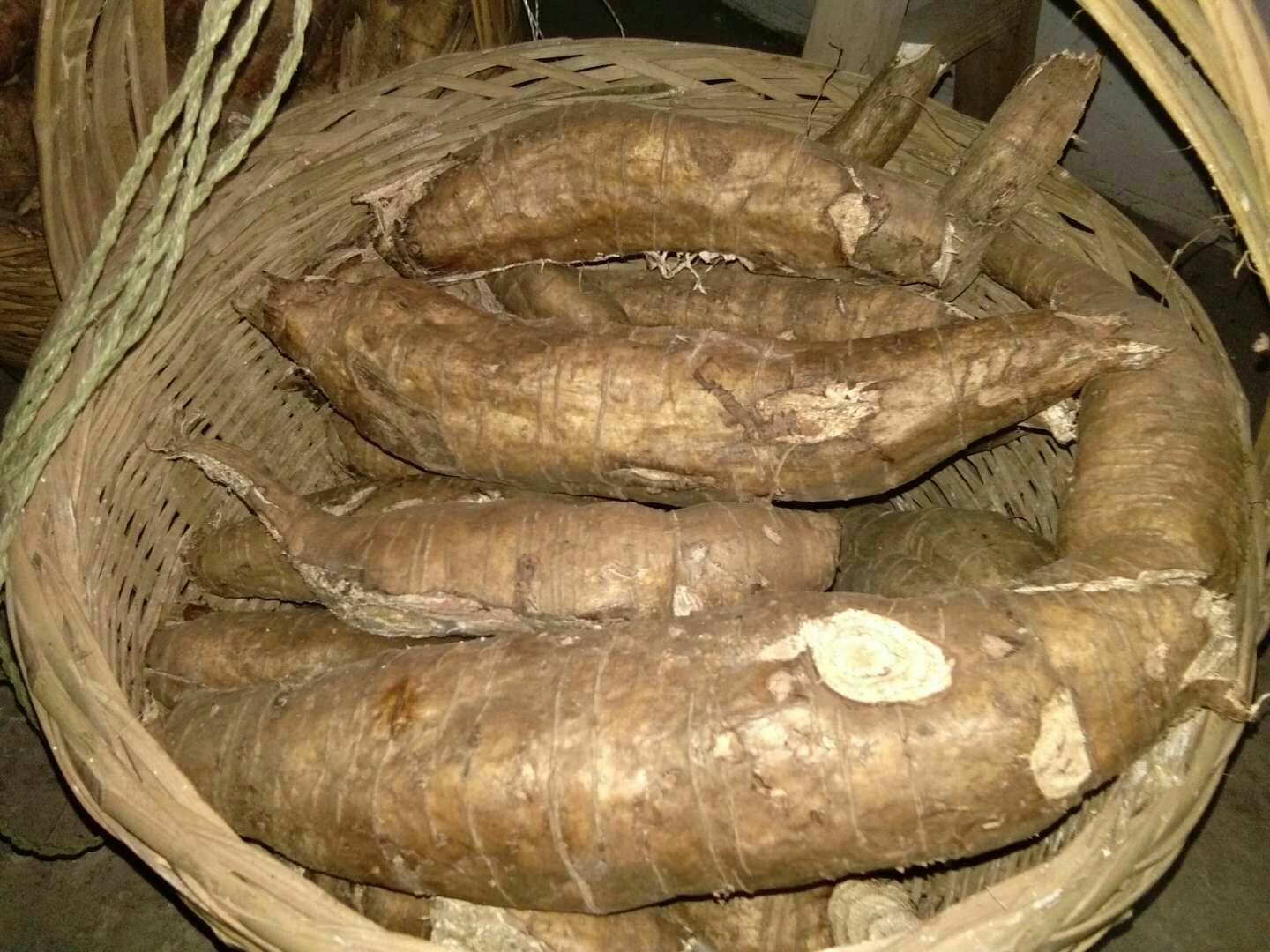 纪实摄影:三甲中医院耳鼻喉科诊室内,主治医师手持野葛根样品与白萝卜实物,向患者讲解辨识要点与煎煮规范;患者手持打印版《家庭食养操作卡》,卡片印有药材图、克数、时间、禁忌;环境整洁专业,体现医防融合理念 中医师在诊室指导患者使用葛根萝卜水作为辅助调理方案