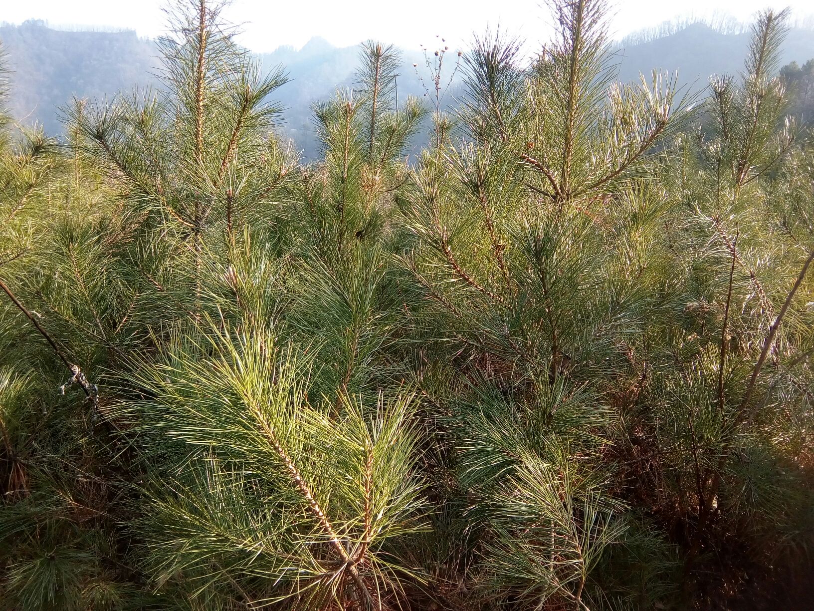 一棵高大的油松树矗立在山地中,树干粗壮,树皮呈灰褐色并有明显纵向龟裂,枝条上生长着成对的深绿色针叶,背景为秋季山林环境,阳光透过树叶洒下斑驳光影 油松整体外观