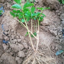 1年茉莉苗包邮白色双瓣春季种后二至三个月后有花