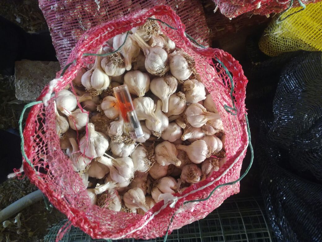 对比图：左侧试管盛放生蒜汁（浑浊乳白色），右侧试管盛放蒜米煮冰糖液（澄澈琥珀色），两试管并列置于白瓷盘，盘中散落几粒完整紫皮大蒜