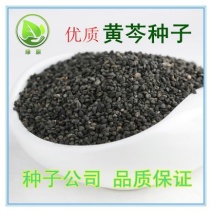 黄芩种子96%以上春秋播种4斤/亩耐寒耐旱管理简单