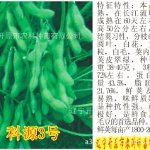 毛豆种子科源新3号~绿光珠
